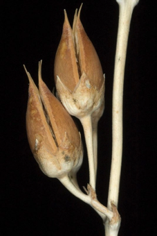 Capsule [Penstemon palmeri; Scrophularisceae]